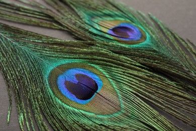 Two beautiful peacock feathers on dark grey background, closeup