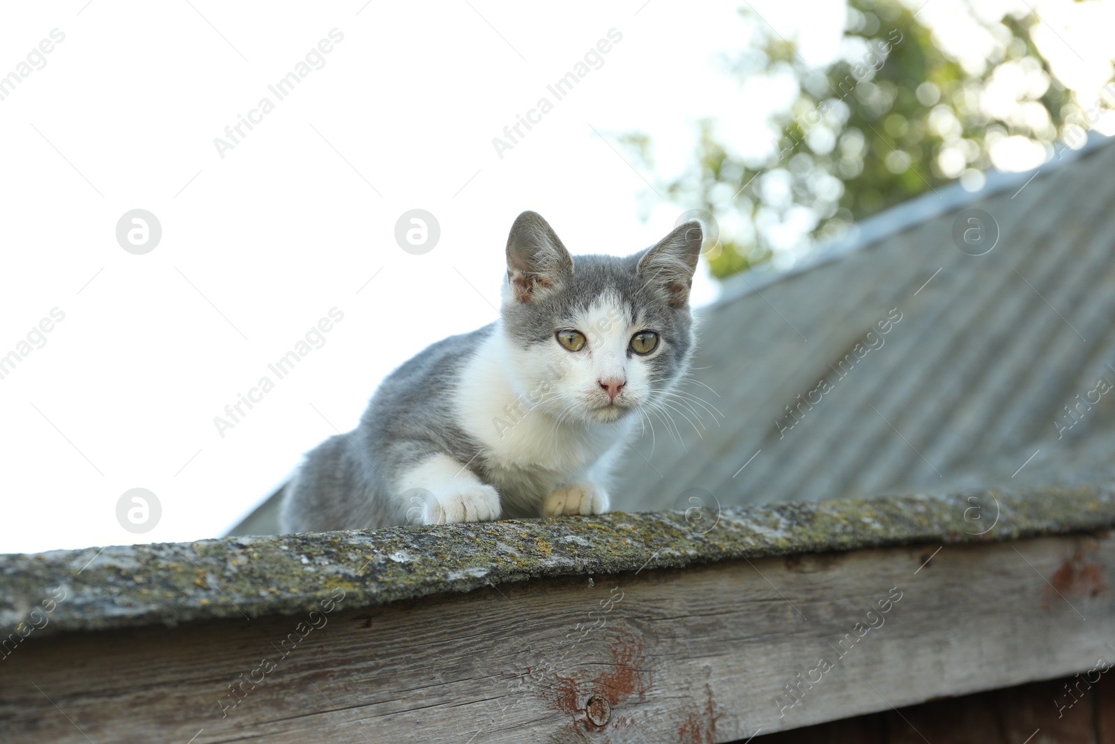 Photo of One cute cat resting on roof outdoors