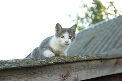 Photo of One cute cat resting on roof outdoors