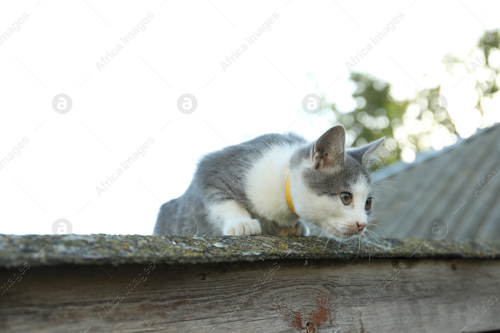 Photo of One cute cat resting on roof outdoors