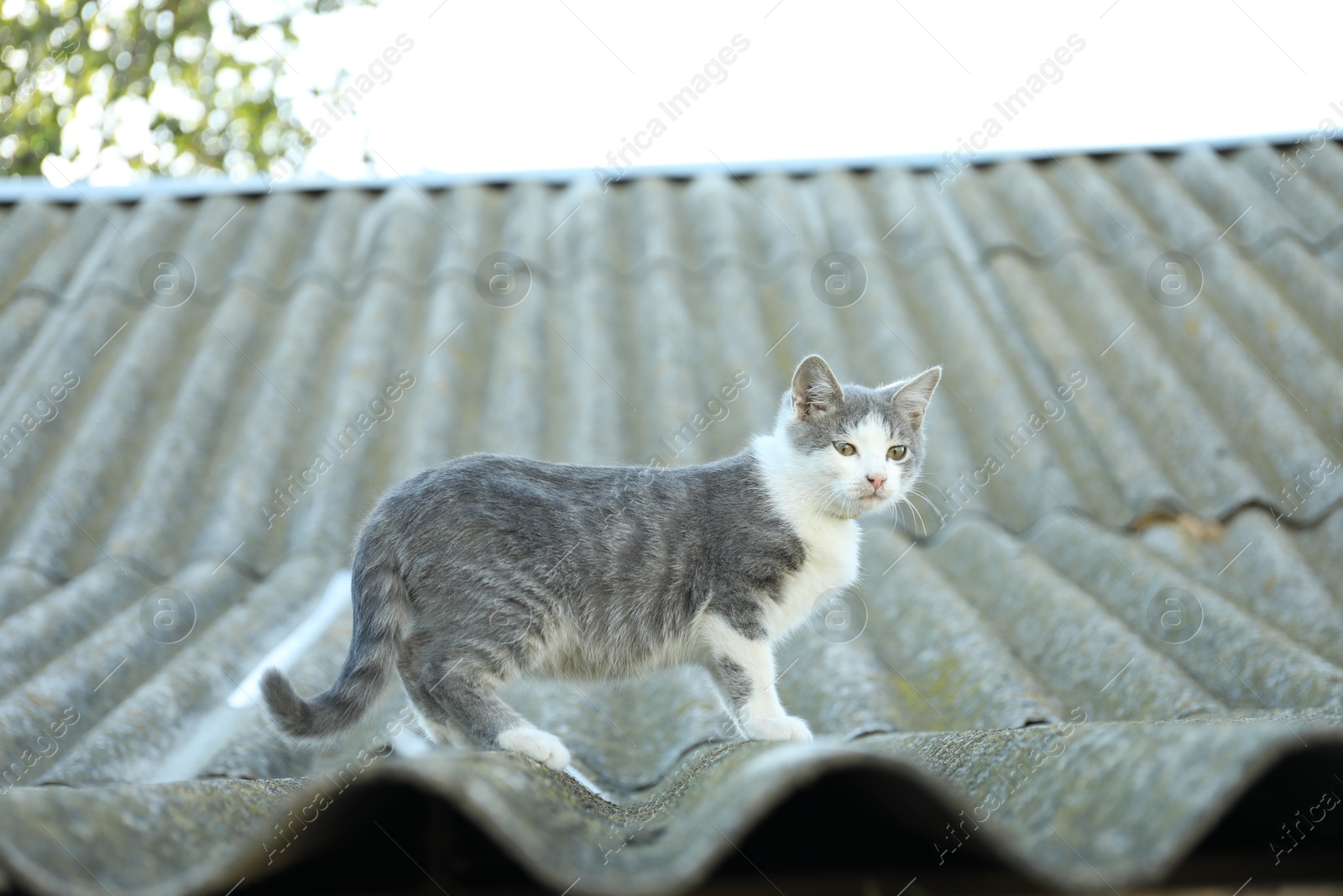 Photo of One cute cat walking on roof outdoors