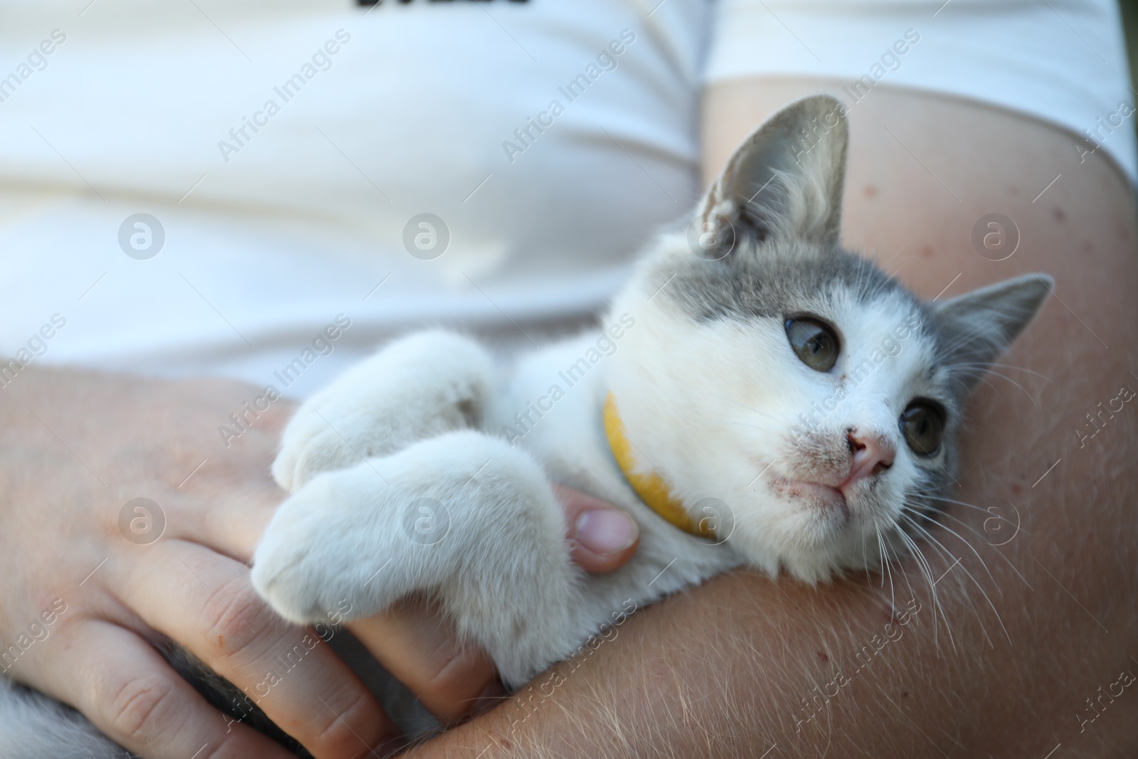 Photo of Cute little cat resting with owner, closeup