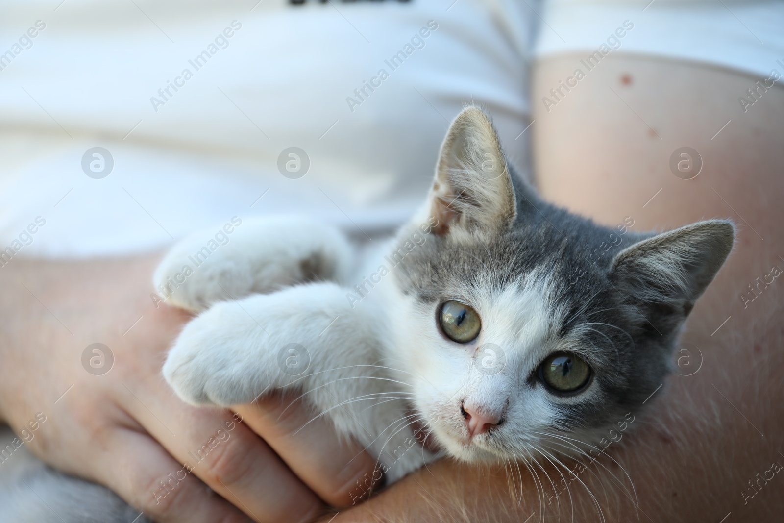 Photo of Cute little cat resting with owner, closeup