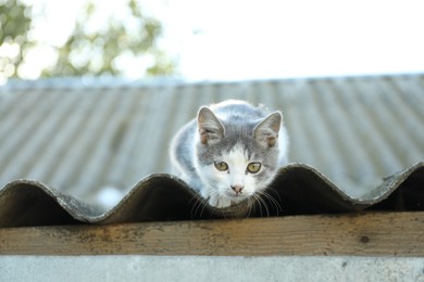 Photo of One cute cat resting on roof outdoors