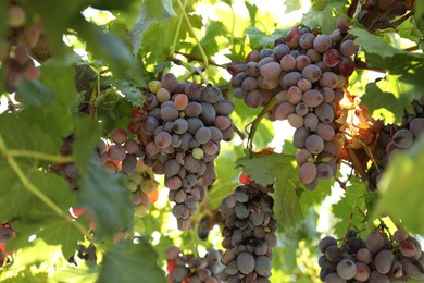 Photo of Ripe juicy grapes growing in vineyard outdoors