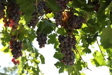 Photo of Ripe juicy grapes growing in vineyard outdoors