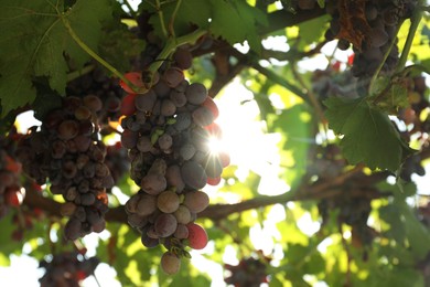 Ripe juicy grapes growing in vineyard outdoors