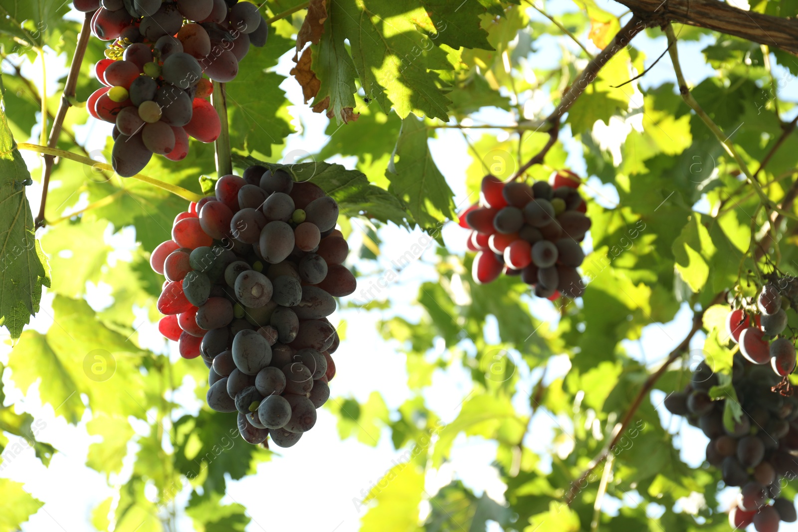 Photo of Ripe juicy grapes growing in vineyard outdoors