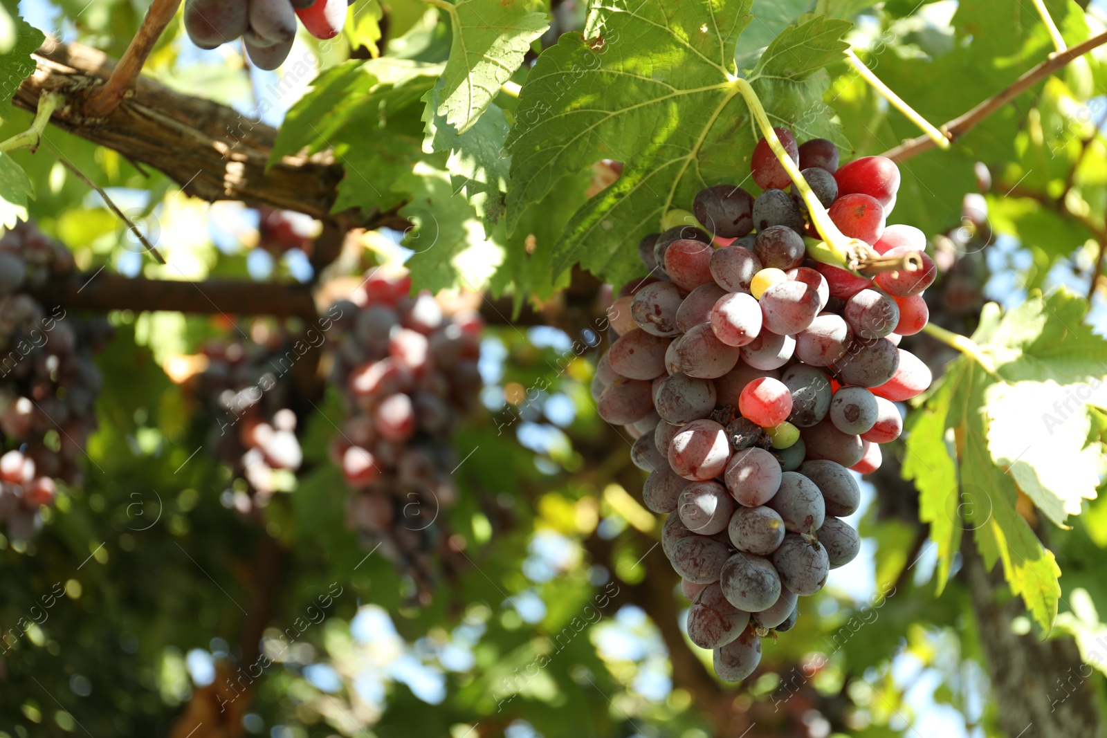 Photo of Ripe juicy grapes growing outdoors on sunny day