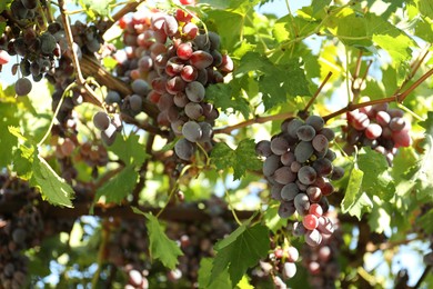 Ripe juicy grapes growing outdoors on sunny day