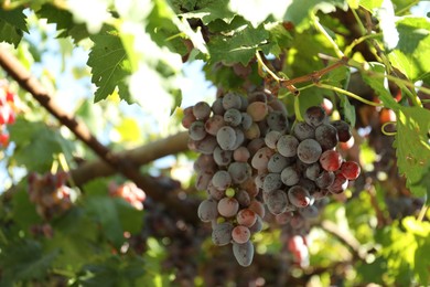 Photo of Ripe juicy grapes growing in vineyard outdoors