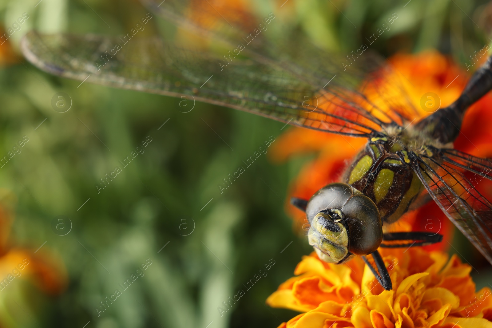 Photo of Beautiful dragonfly on flower outdoors, macro view. Space for text