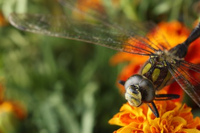 Beautiful dragonfly on flower outdoors, macro view. Space for text