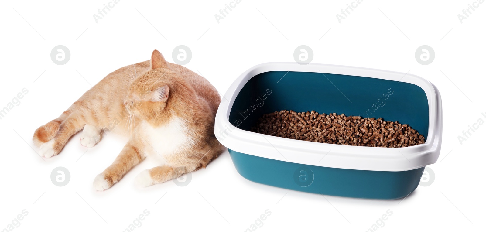 Photo of Cute ginger cat near litter tray on white background