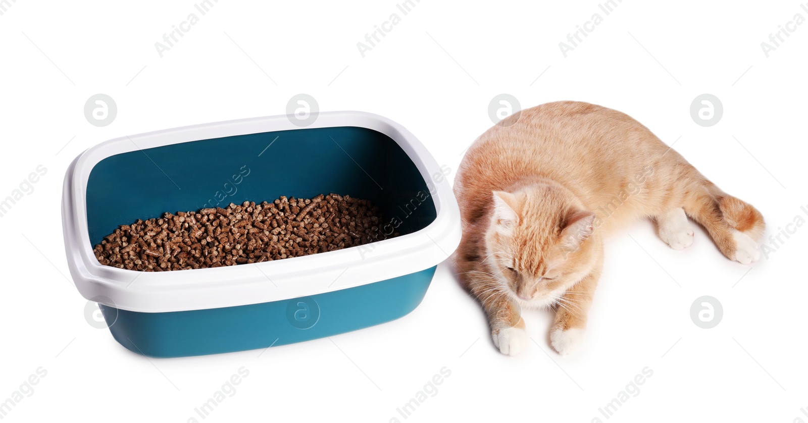 Photo of Cute ginger cat near litter tray on white background