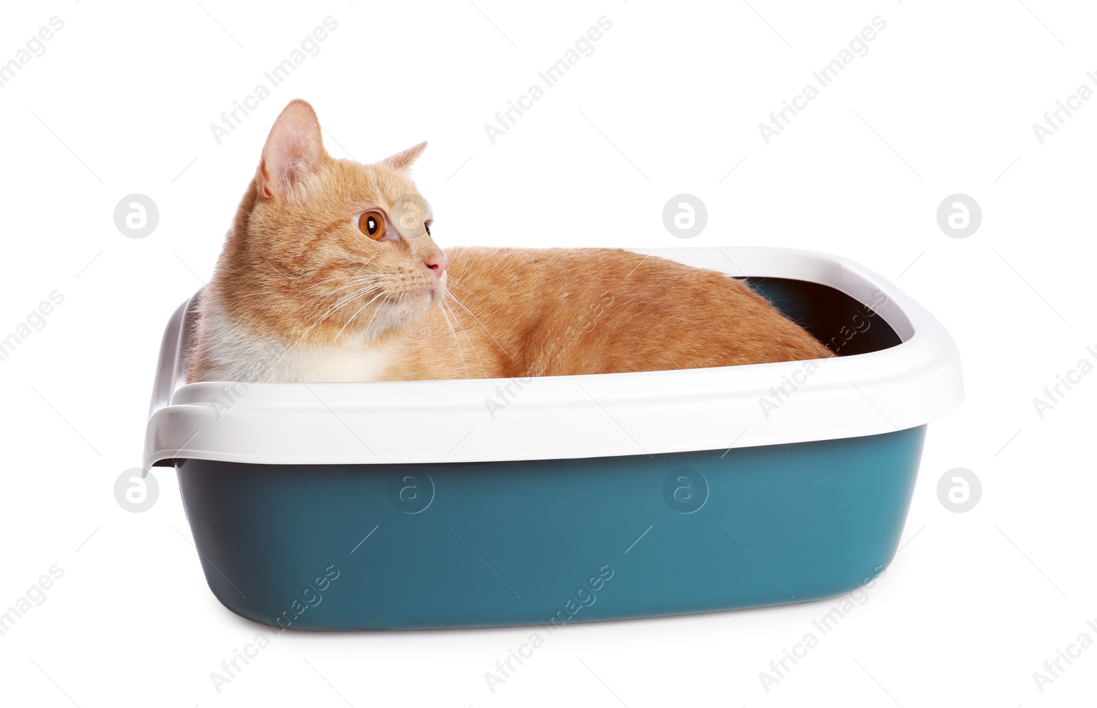 Photo of Cute ginger cat in litter tray on white background