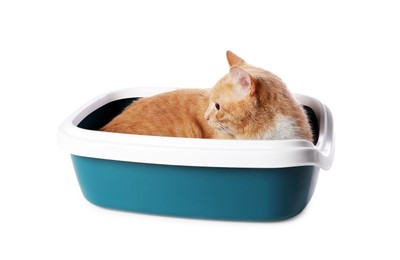 Photo of Cute ginger cat in litter tray on white background