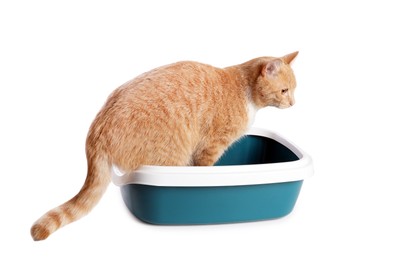 Photo of Cute ginger cat in litter tray on white background