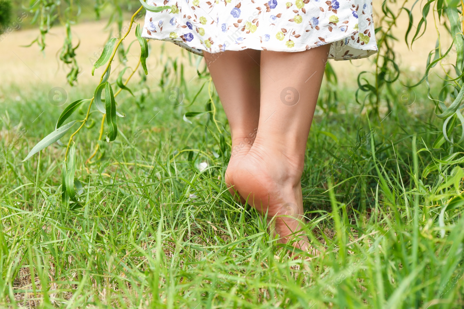 Photo of Woman walking barefoot on green grass outdoors, closeup