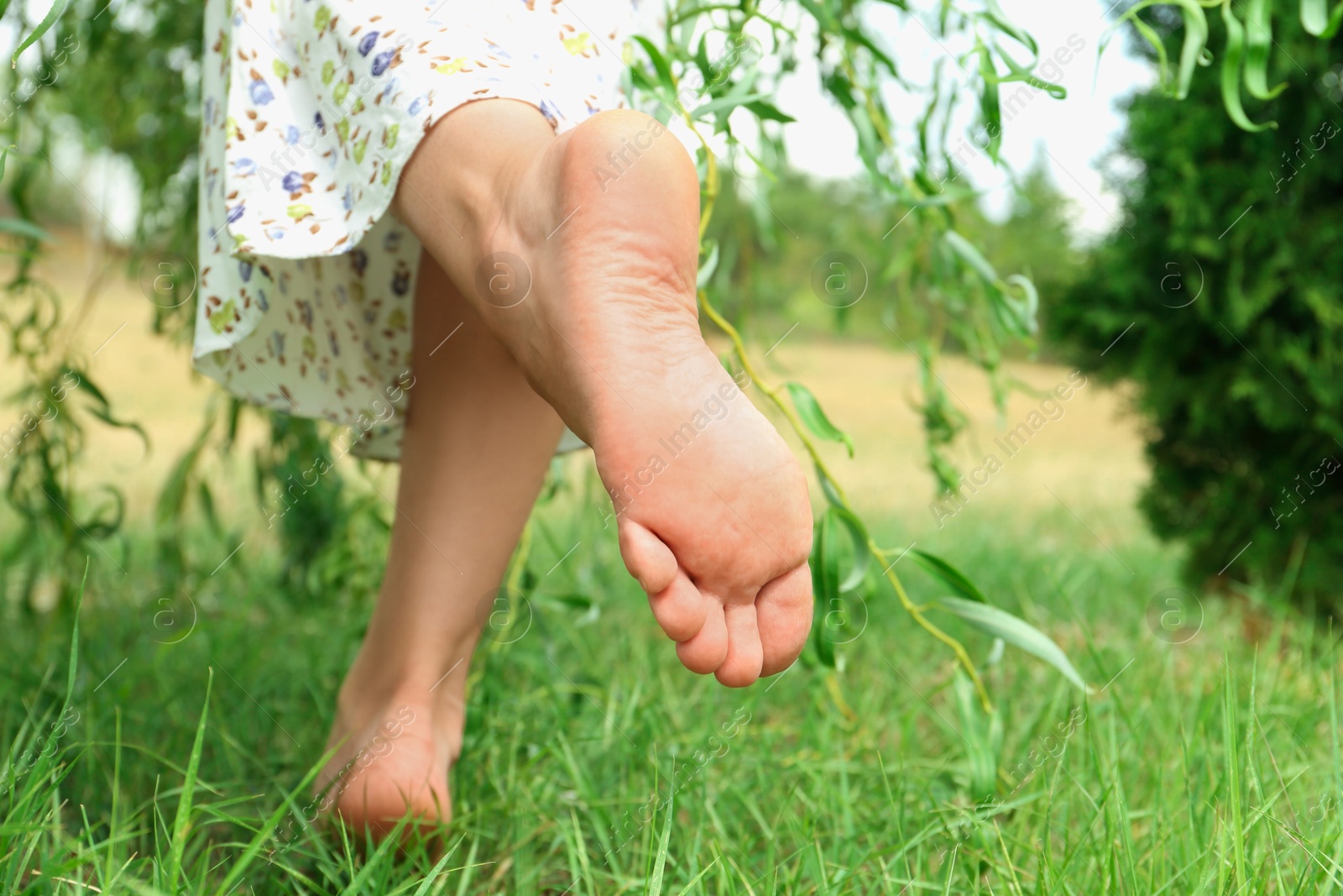 Photo of Woman walking barefoot on green grass outdoors, closeup