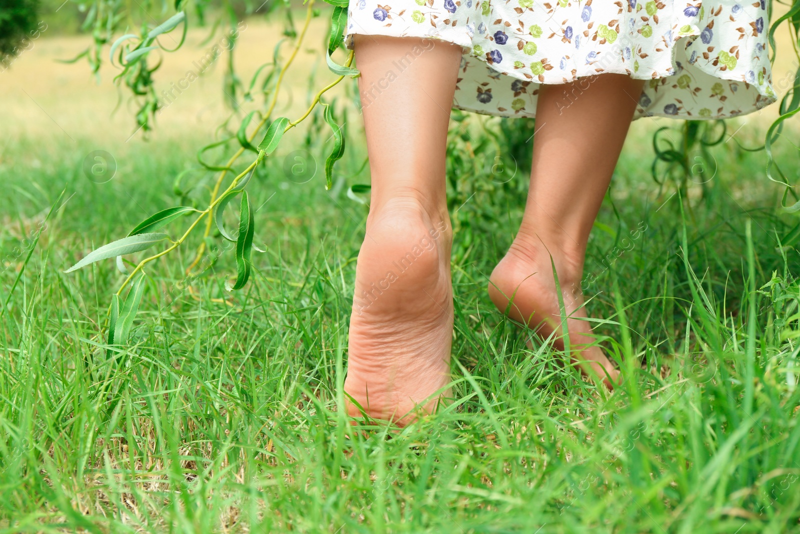 Photo of Woman walking barefoot on green grass outdoors, closeup