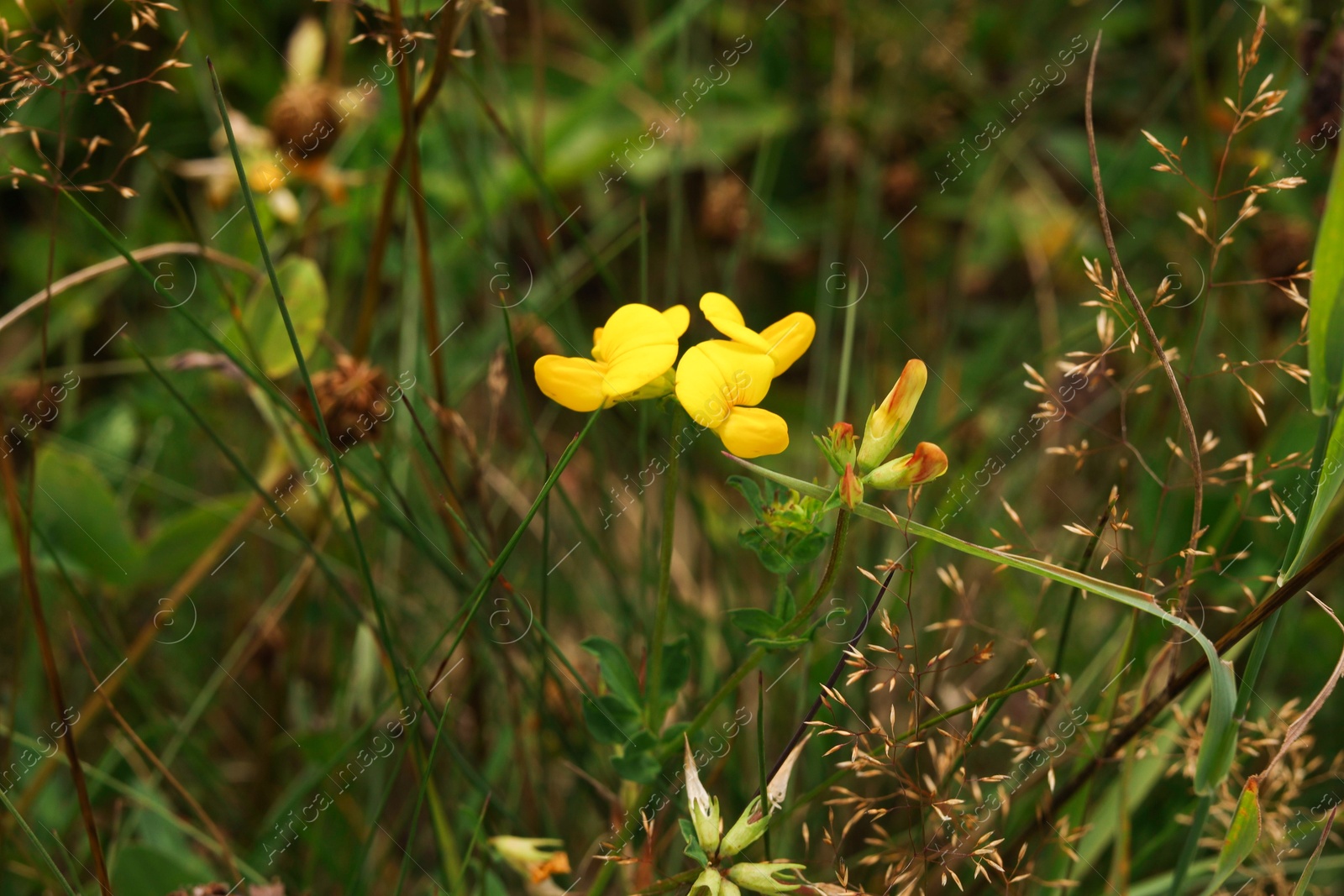 Photo of Beautiful plants with yellow flowers growing outdoors, closeup