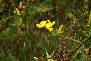 Beautiful plants with yellow flowers growing outdoors, closeup