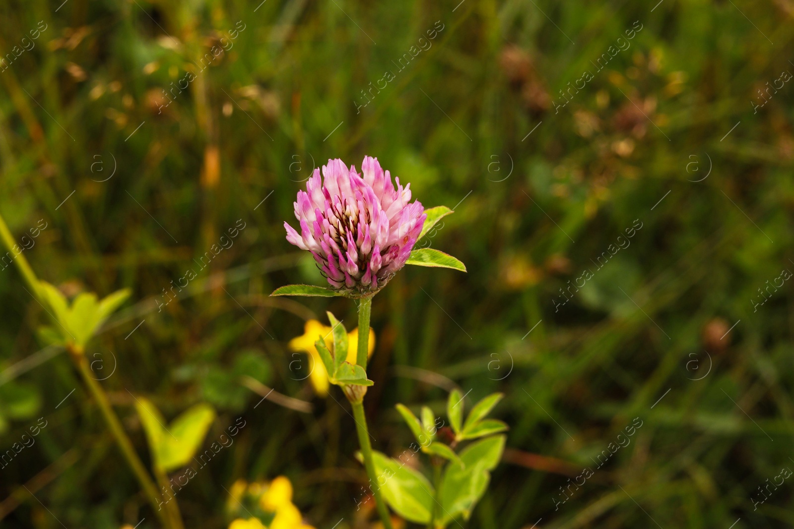 Photo of Many beautiful plants with flowers growing outdoors, closeup