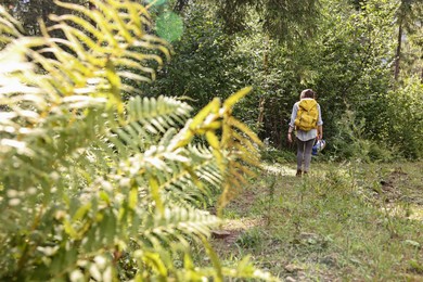 Young hiker with backpack walking in forest, back view