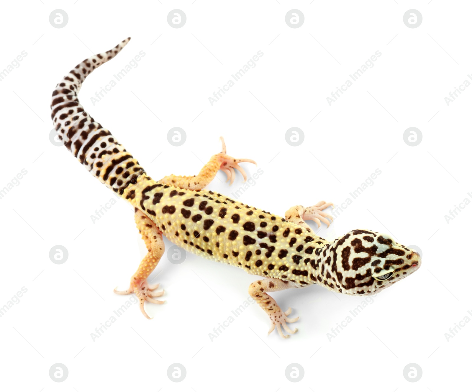 Photo of One beautiful gecko isolated on white, top view