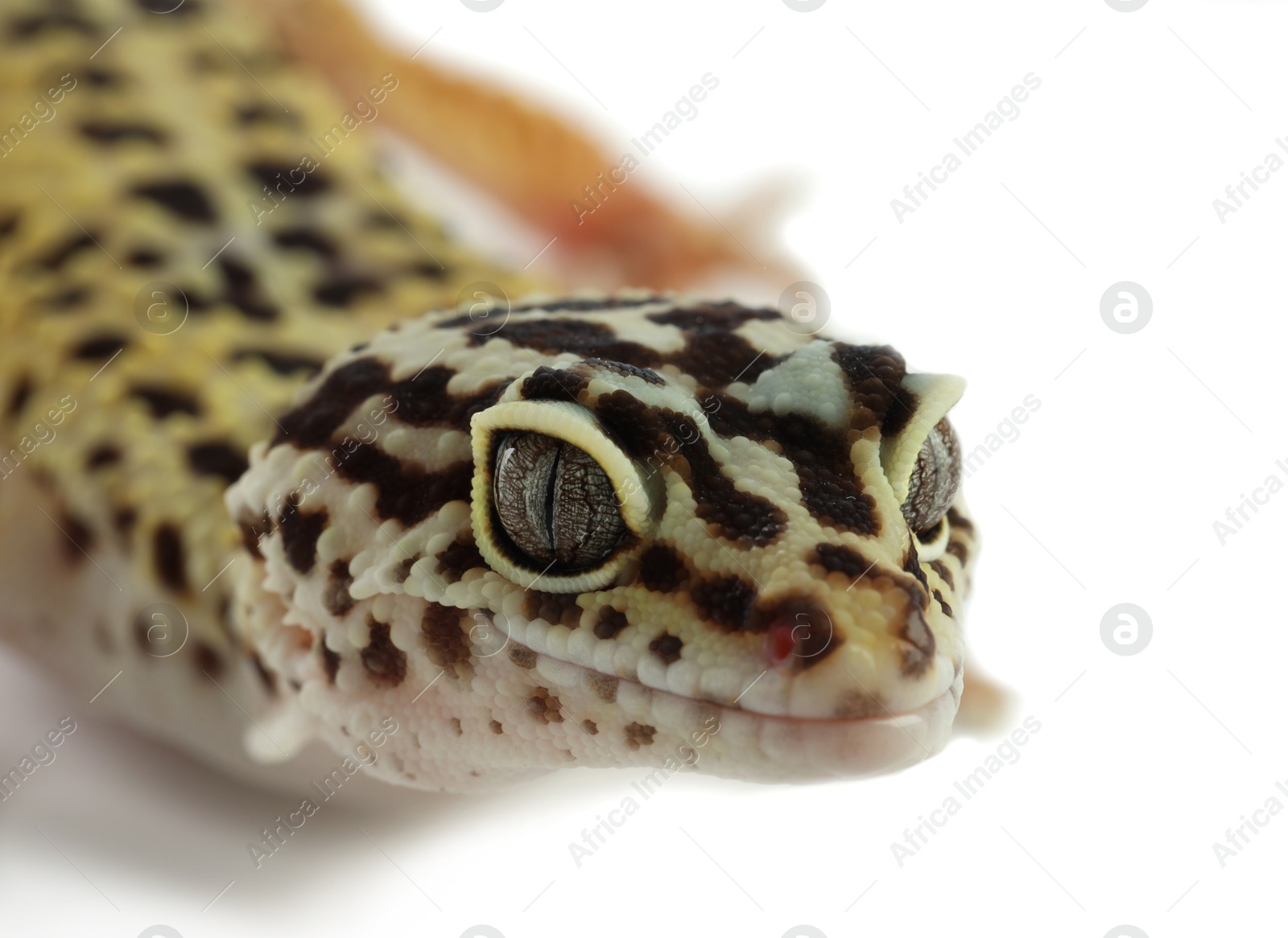 Photo of One beautiful gecko isolated on white, macro view. Exotic pet