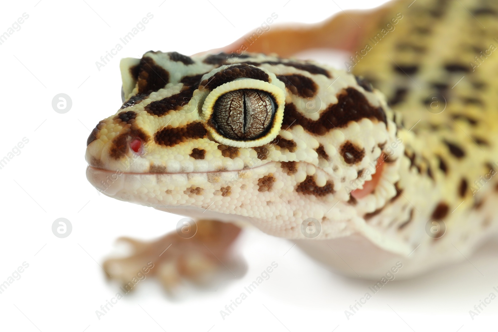 Photo of One beautiful gecko isolated on white, macro view. Exotic pet