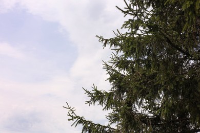 Photo of Beautiful fir tree with green branches against blue sky, space for text