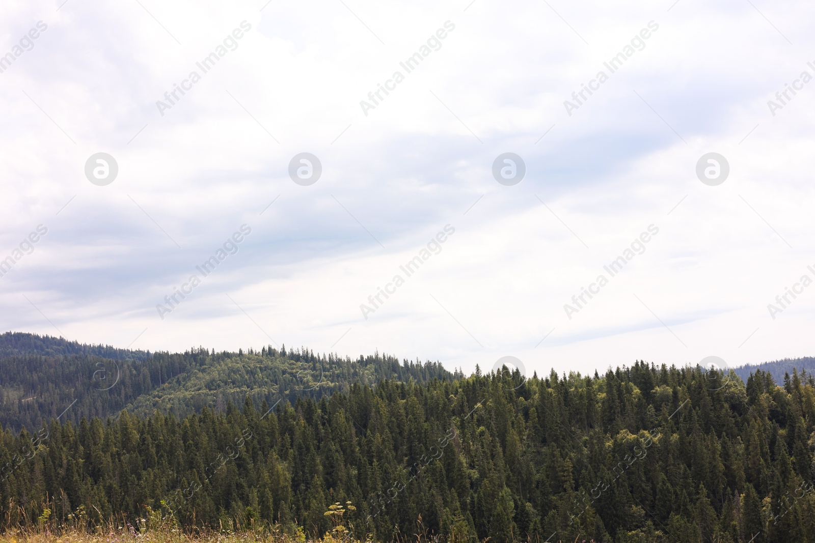 Photo of Beautiful view of forest in mountains under blue sky