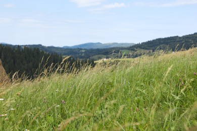 Photo of Beautiful view of forest in mountains under blue sky