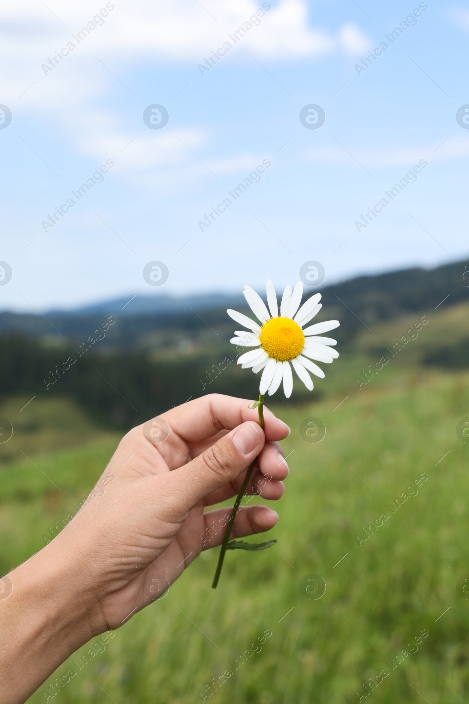 Photo of Woman holding beautiful chamomile flower outdoors, closeup