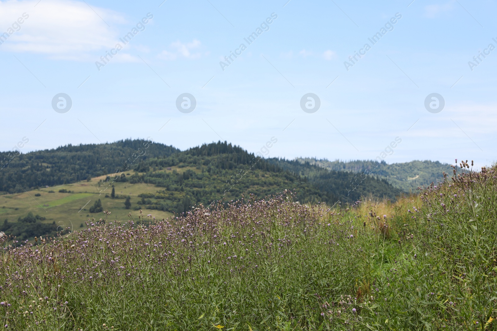 Photo of Beautiful view of forest in mountains under blue sky