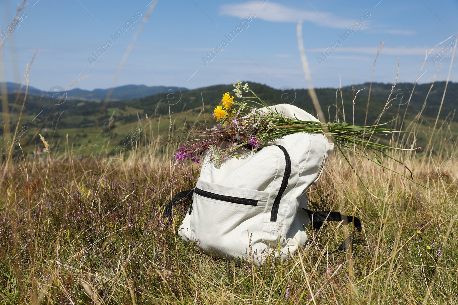 Photo of Bouquet of beautiful flowers and backpack in mountains outdoors