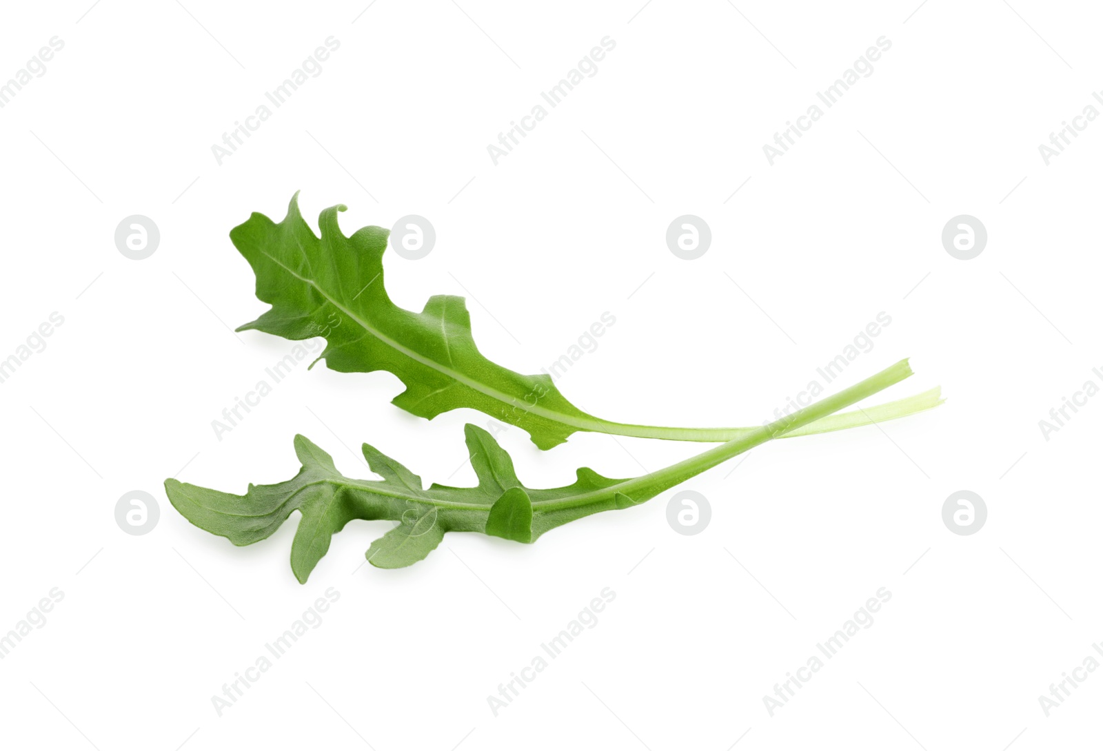 Photo of Two fresh arugula leaves on white background