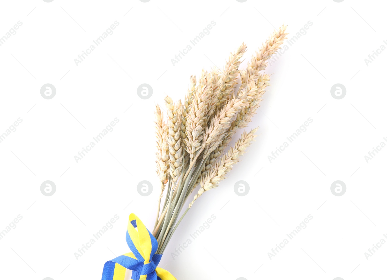 Photo of Ears of wheat with ribbon in colors of Ukrainian national flag isolated on white