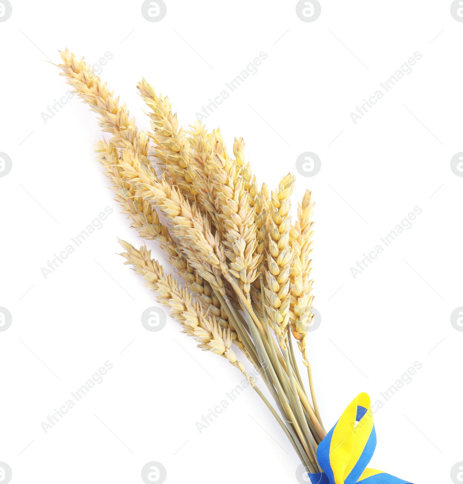 Photo of Ears of wheat with ribbon in colors of Ukrainian national flag isolated on white