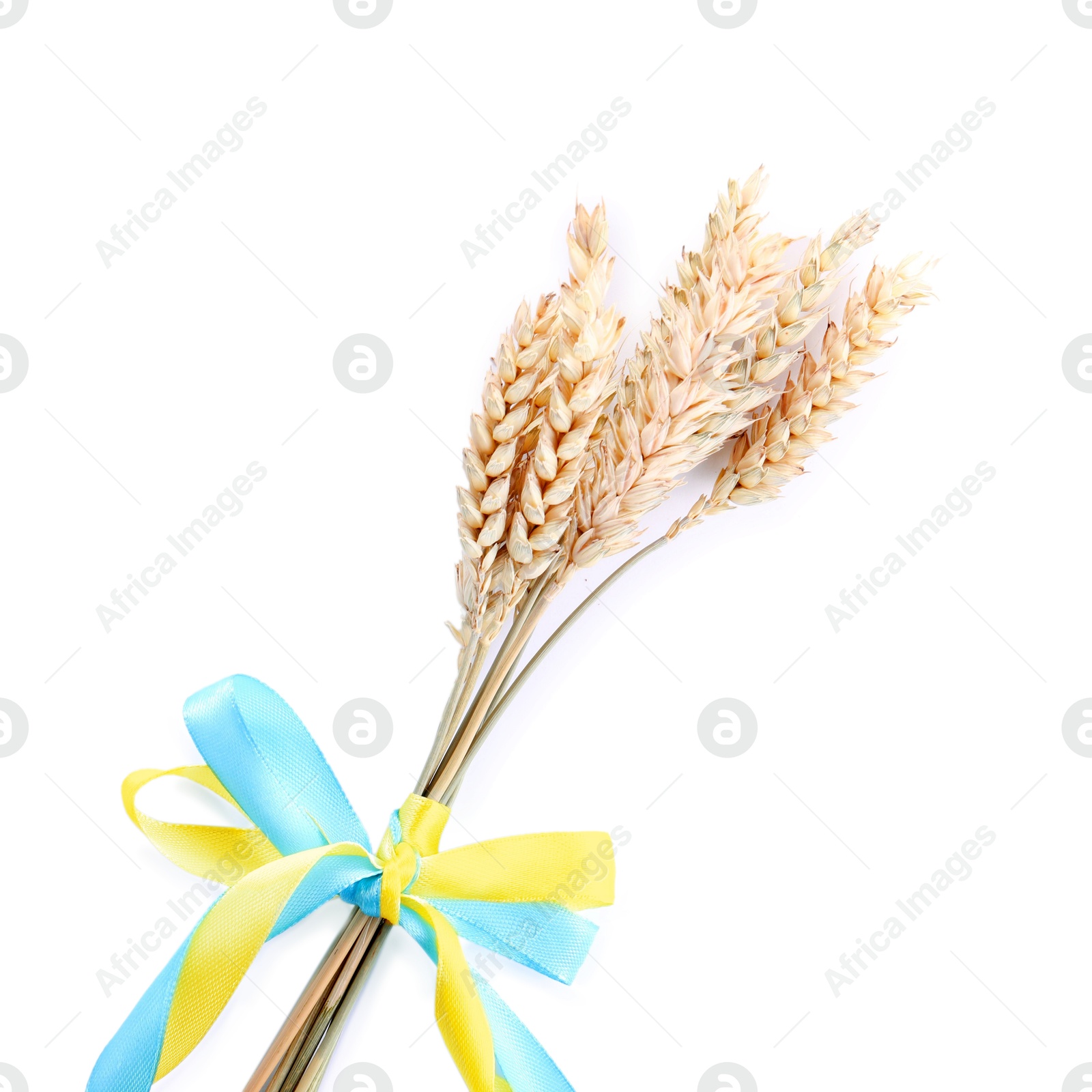 Photo of Ears of wheat with ribbons in colors of Ukrainian national flag isolated on white