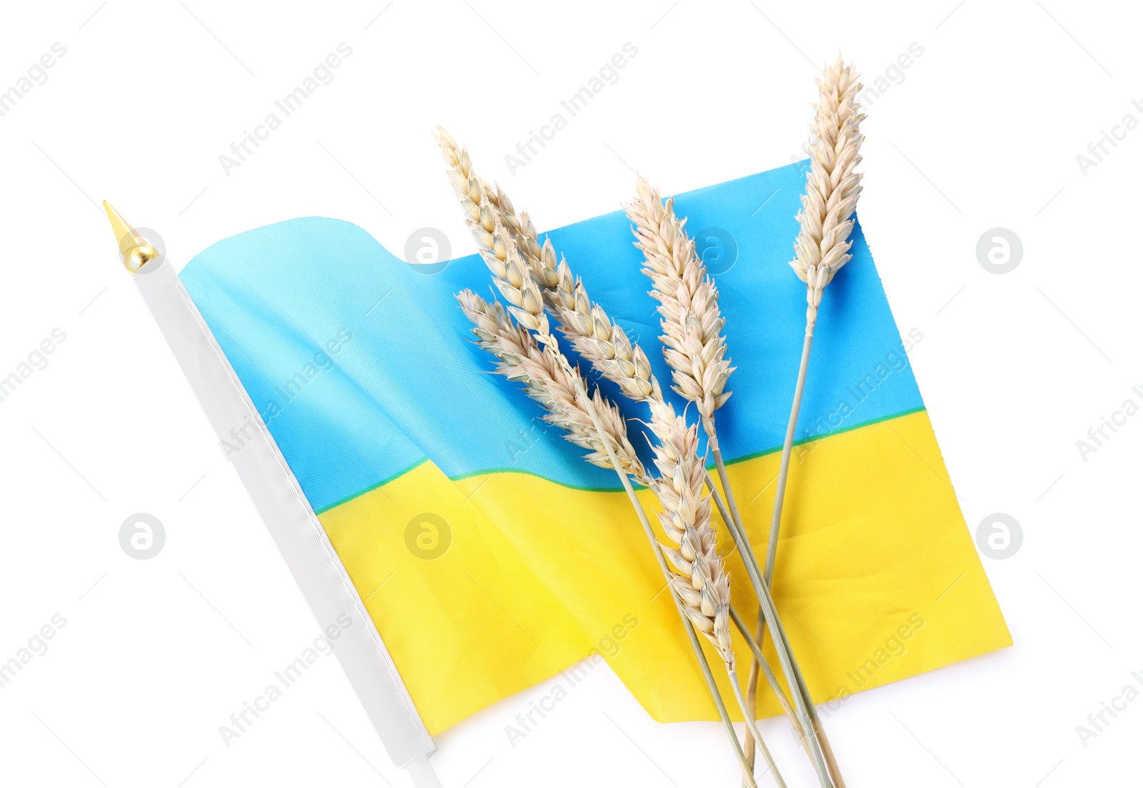 Photo of Ears of wheat and Ukrainian national flag isolated on white