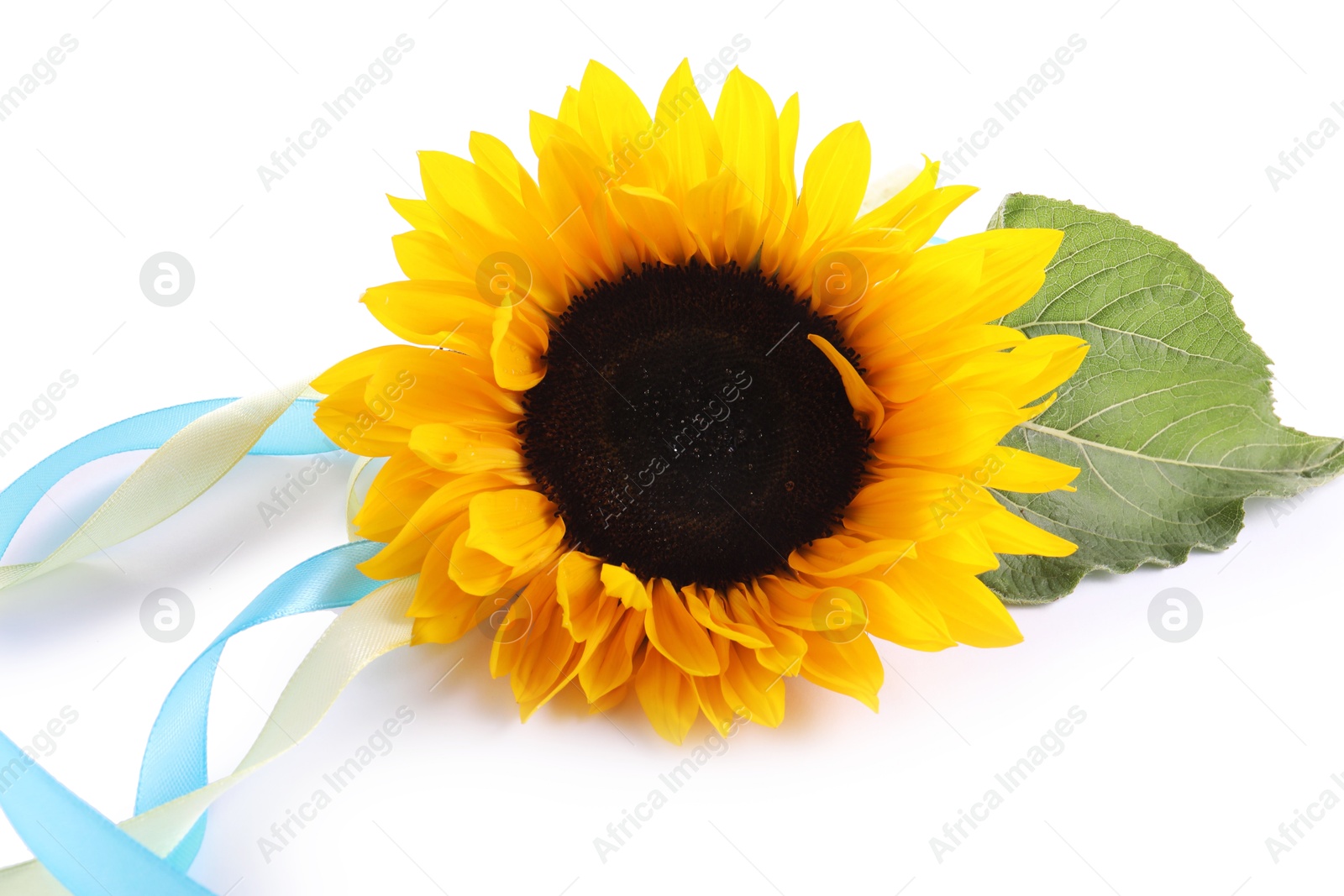 Photo of Sunflower, leaf and ribbons in colors of Ukrainian national flag isolated on white