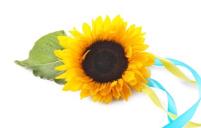 Sunflower, leaf and ribbons in colors of Ukrainian national flag isolated on white