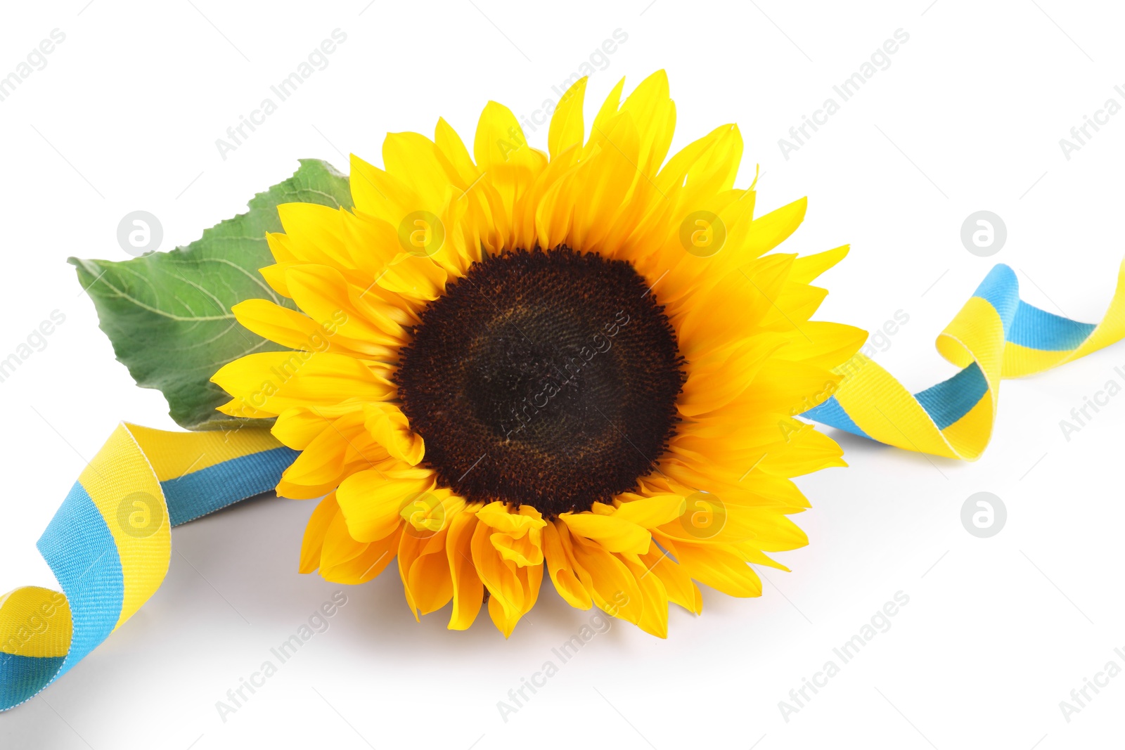 Photo of Sunflower, leaf and ribbon in colors of Ukrainian national flag isolated on white