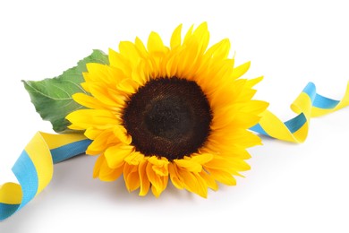 Sunflower, leaf and ribbon in colors of Ukrainian national flag isolated on white