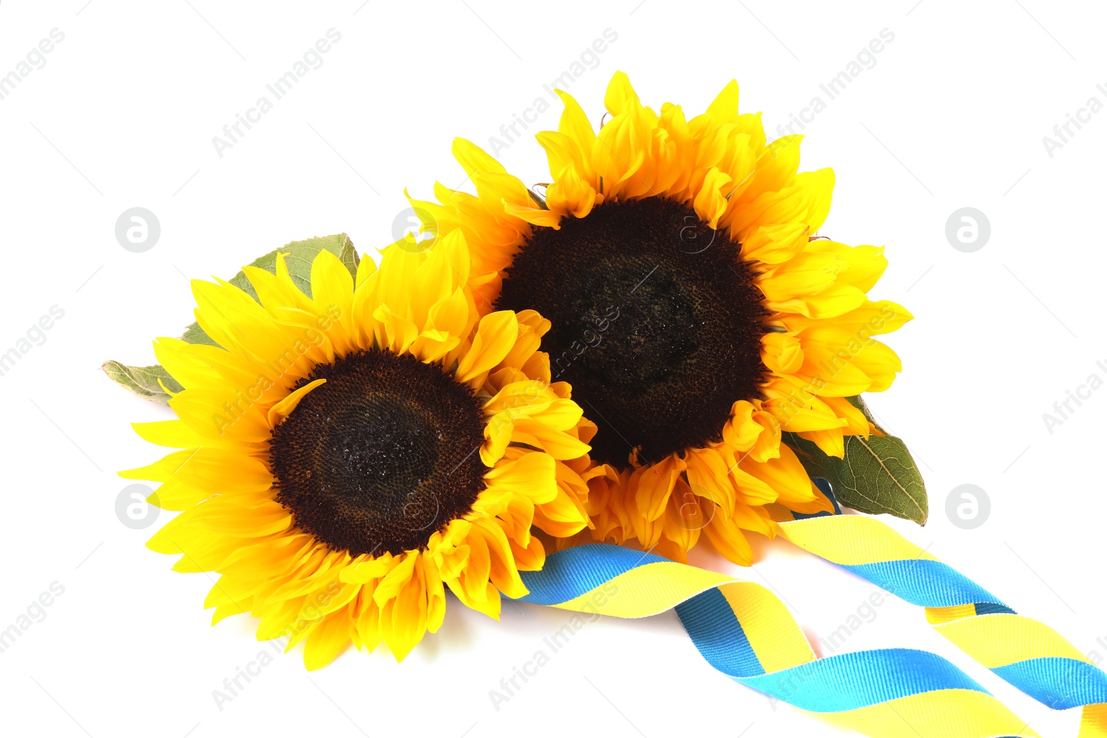 Photo of Sunflowers, leaves and ribbons in colors of Ukrainian national flag isolated on white