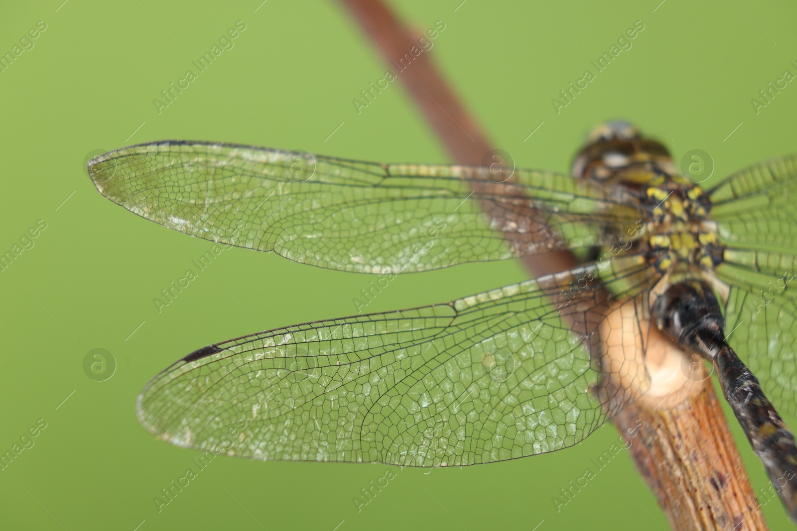 Photo of Beautiful dragonfly on green background, macro view