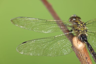 Photo of Beautiful dragonfly on green background, macro view